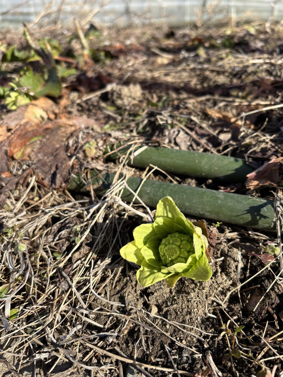 もちこ tweet media