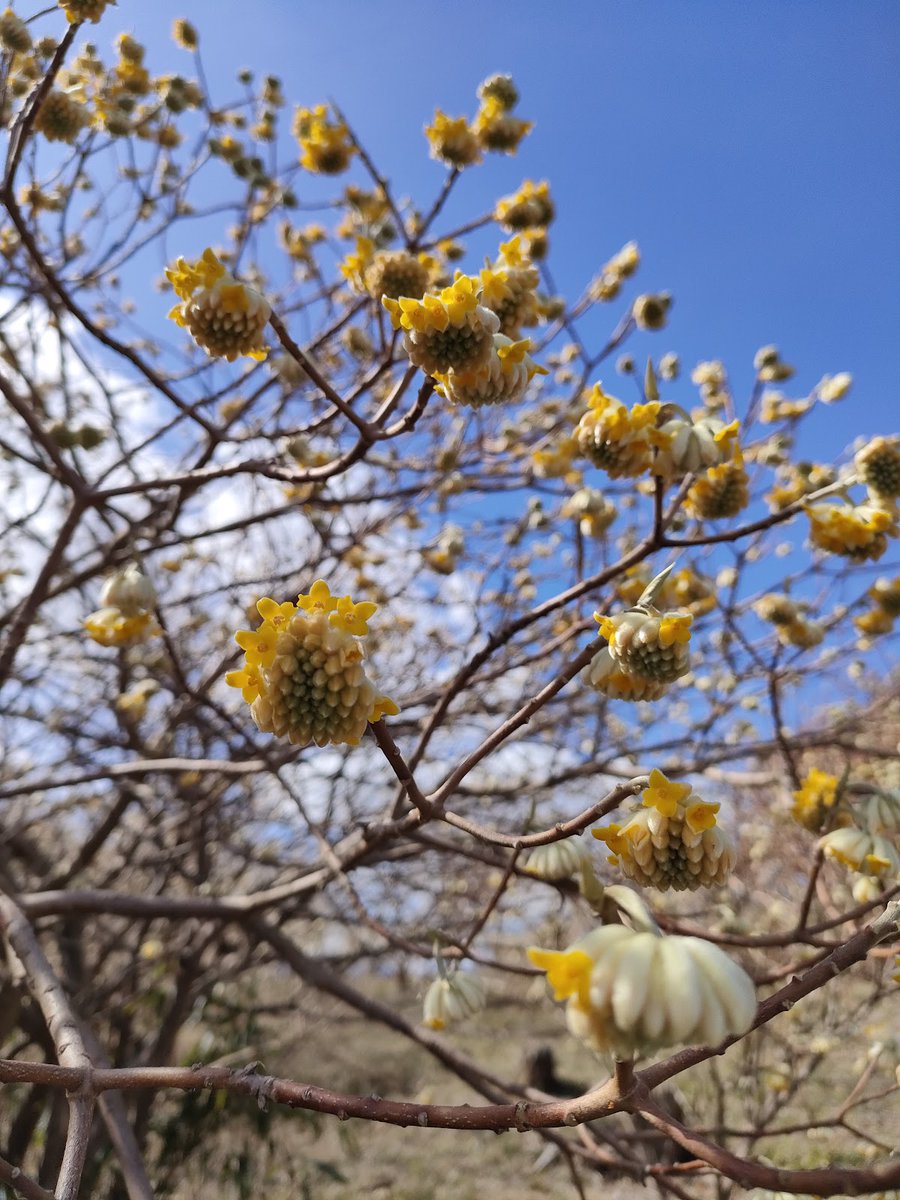 宮城県柴田町観光物産協会 tweet media