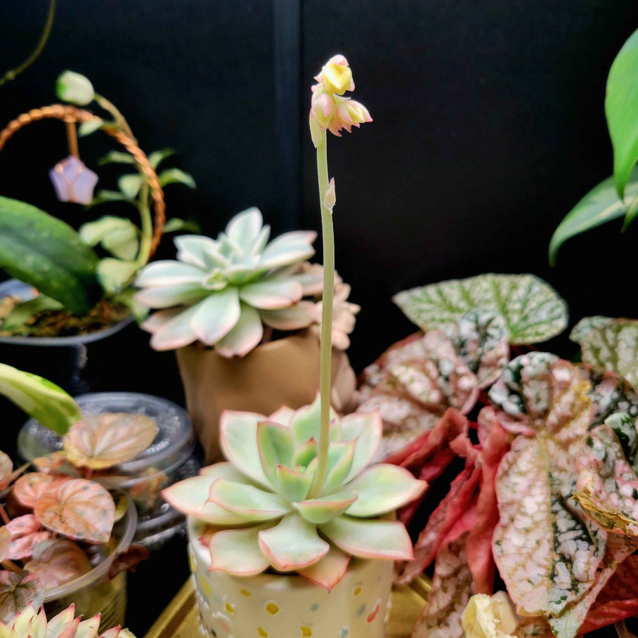 ᴍɪᴍɪᴍᴏ ᴡɪʟᴅʜᴀʀᴛ🐰✿.⋆˚⊹.· tweet media