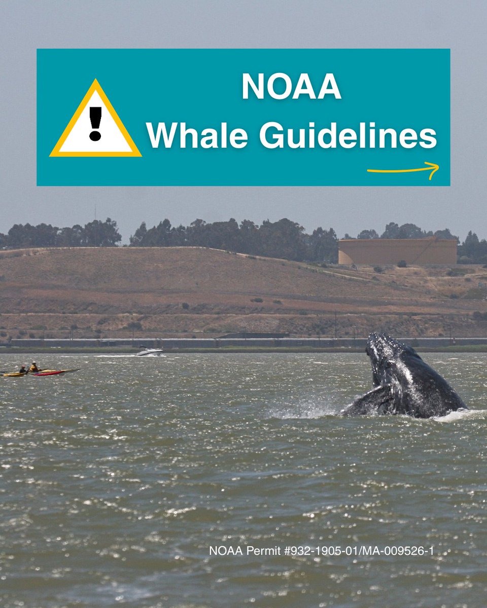 The Marine Mammal Center tweet media