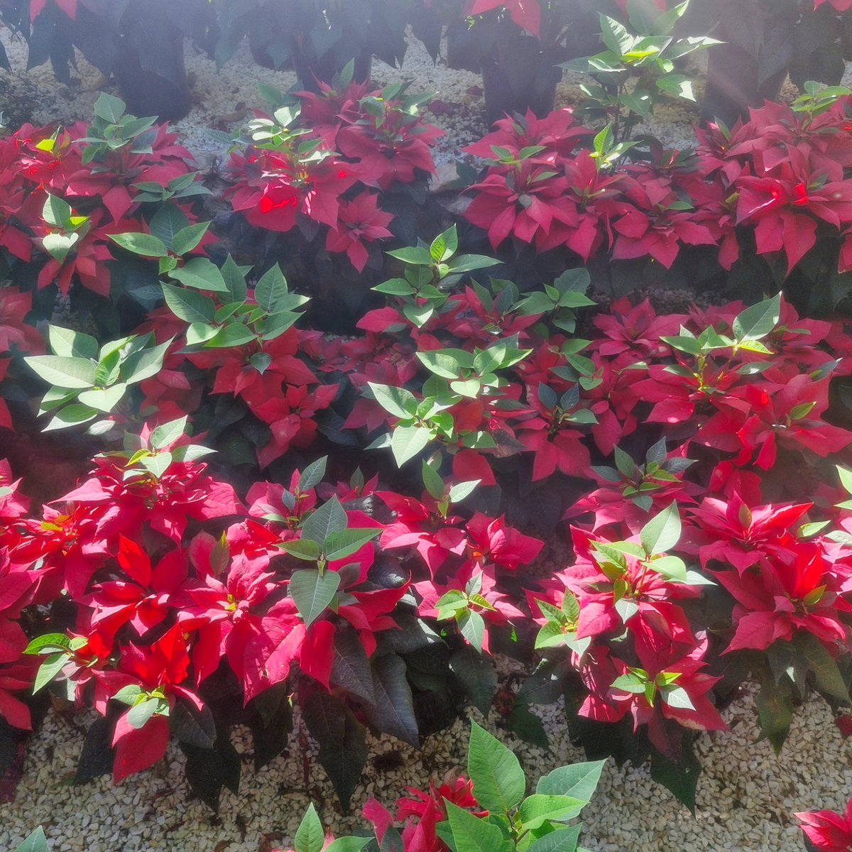 Audrey Jones - Birthday Girl 🧁 tweet media