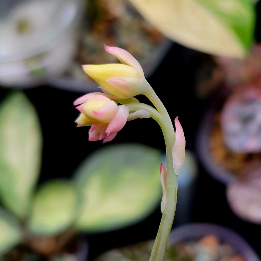 ᴍɪᴍɪᴍᴏ ᴡɪʟᴅʜᴀʀᴛ🐰✿.⋆˚⊹.· tweet media