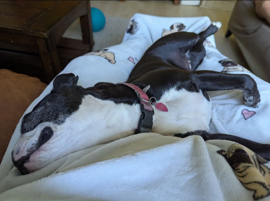 TMCrutcher's tweet photo. @UCFProduction Luna taking a pre-game nap waiting for the UCF vs. Baylor softball game. 

#poochpics https://t.co/LF8OjH6Blm