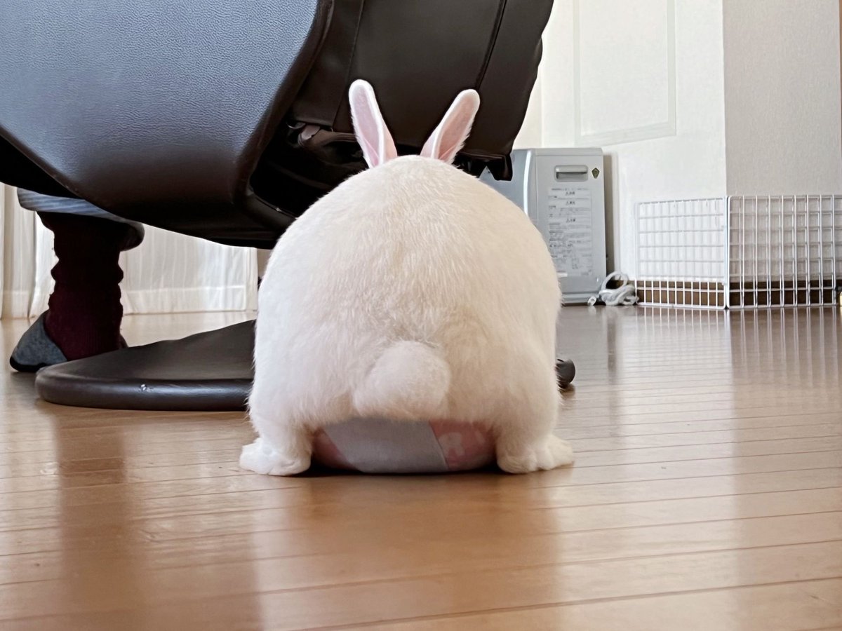 shirochanpiii's tweet photo. ⠀

【思い出】

🐰「ボールが大好きでちたよ！でも避妊手術してから興味なくなりまちた」

⠀ https://t.co/PBlFXfTPS0