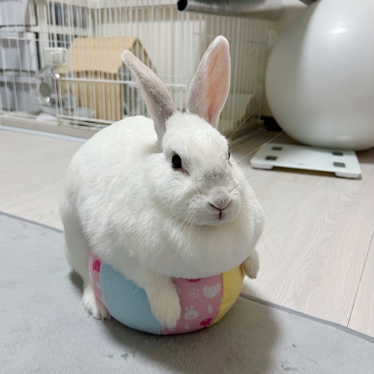 shirochanpiii's tweet photo. ⠀

【思い出】

🐰「ボールが大好きでちたよ！でも避妊手術してから興味なくなりまちた」

⠀ https://t.co/PBlFXfTPS0