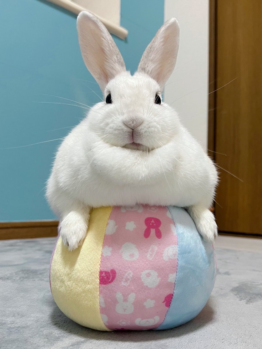 shirochanpiii's tweet photo. ⠀

【思い出】

🐰「ボールが大好きでちたよ！でも避妊手術してから興味なくなりまちた」

⠀ https://t.co/PBlFXfTPS0