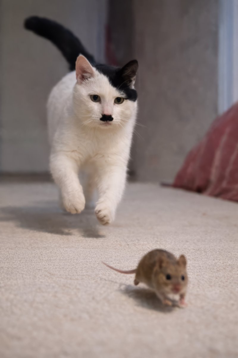 La Peste tweet media