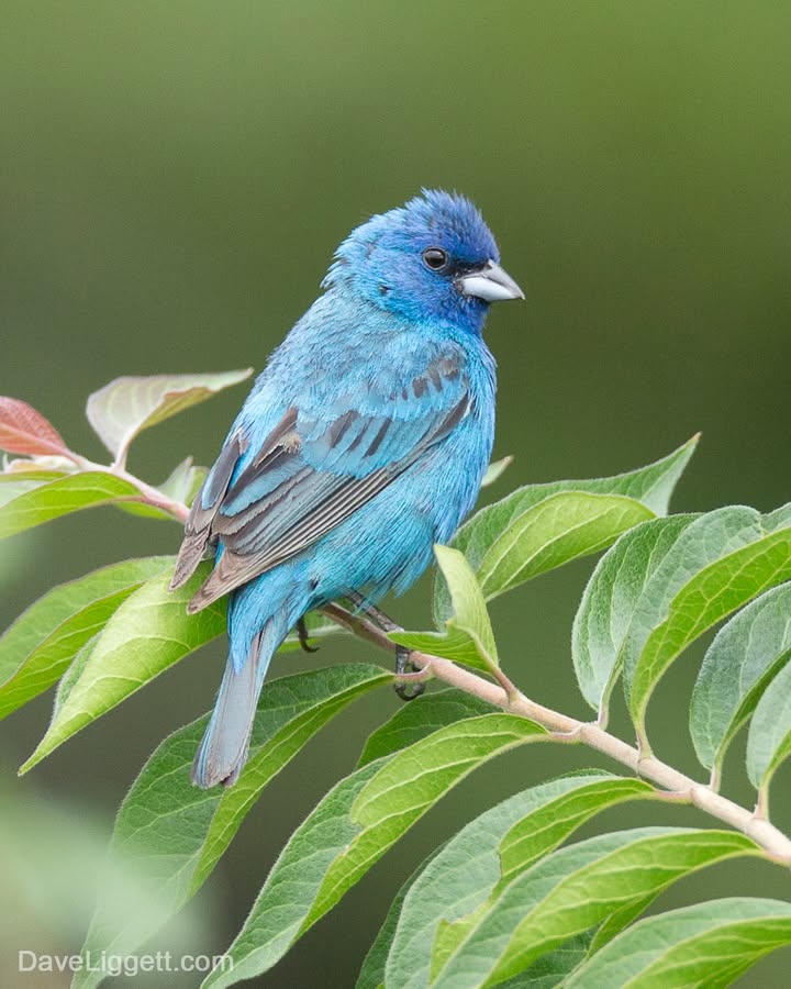 Smithsonian Migratory Bird Center tweet media