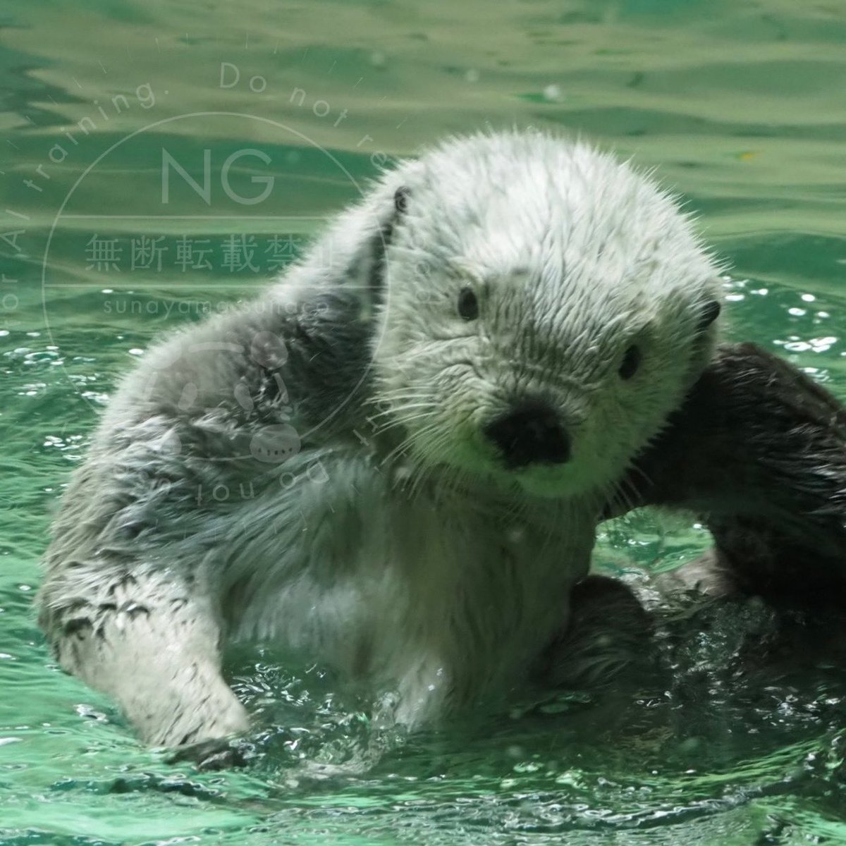 悪を許さないラッコ！