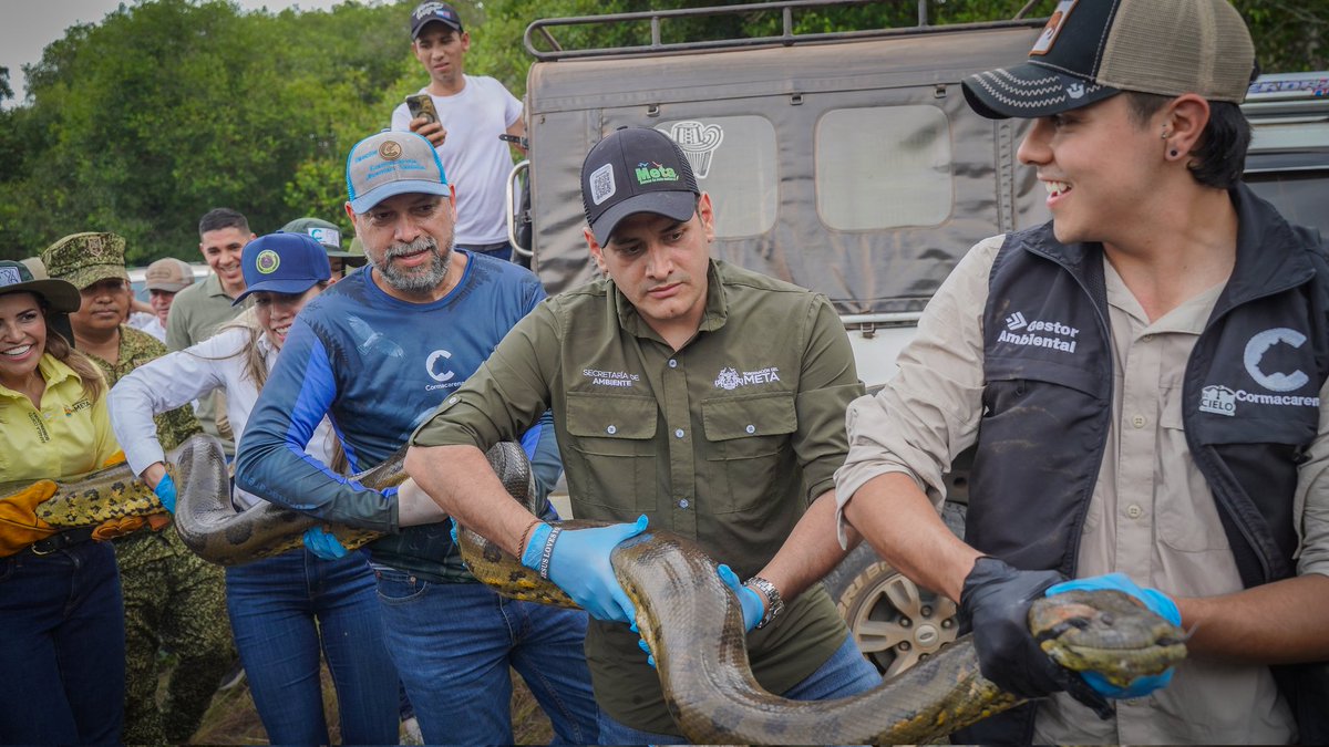 Cormacarena tweet media