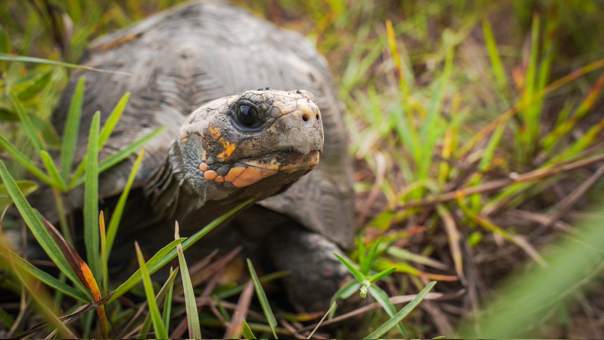 Cormacarena tweet media