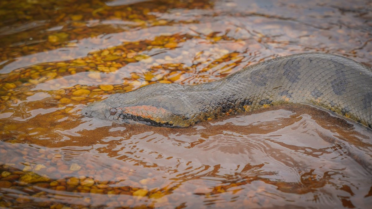 Cormacarena tweet media
