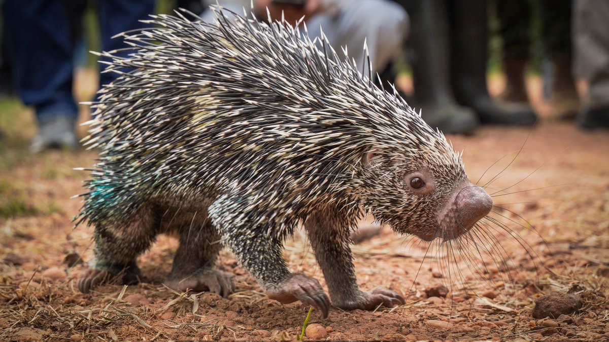 Cormacarena tweet media