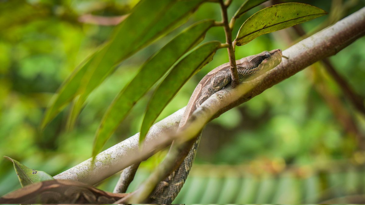 Cormacarena tweet media