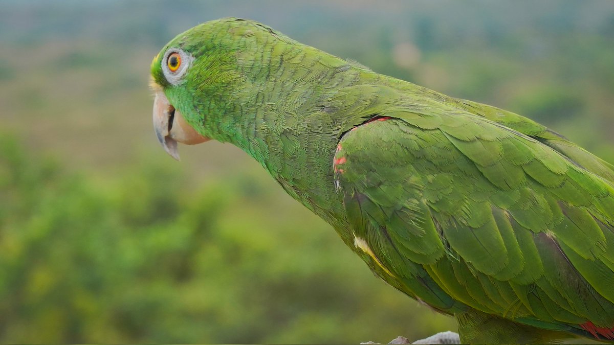 Cormacarena tweet media