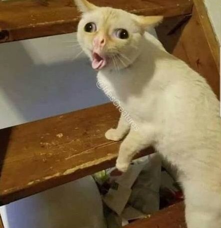 c:/user/dodi tweet media