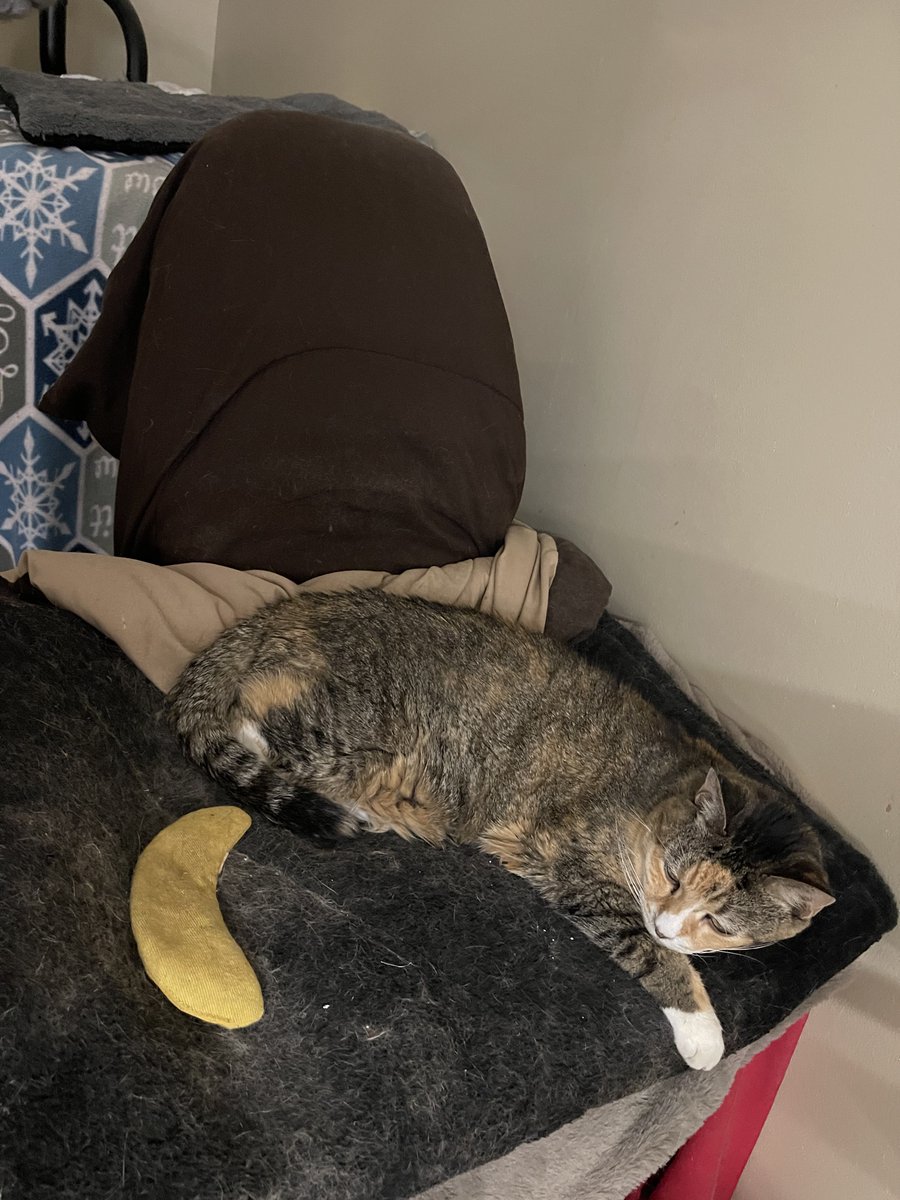 PrettySweetKitties tweet media