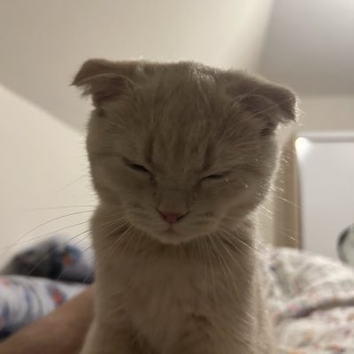 Chaton ⵣ -🧦(Kellogg’s Fan Acc) tweet media