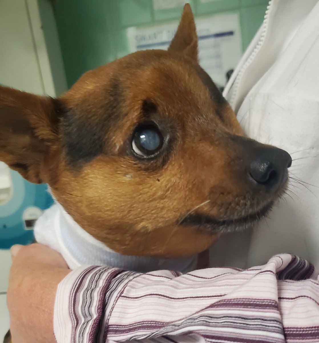 covid_mobile's tweet photo. @ABC7 My little Ollie had the same thing. He's all better now though! https://t.co/zcC7Ovujzj
