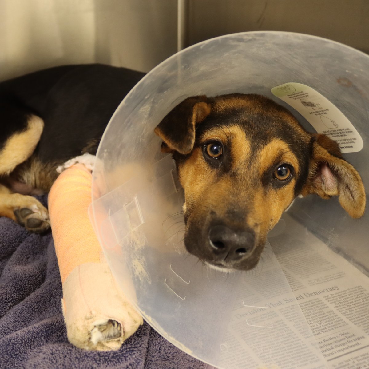 Houston SPCA tweet media