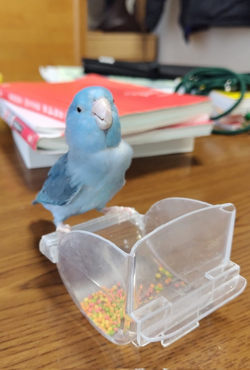 誇らしげに朝ごはん食べてます
お久しぶりです