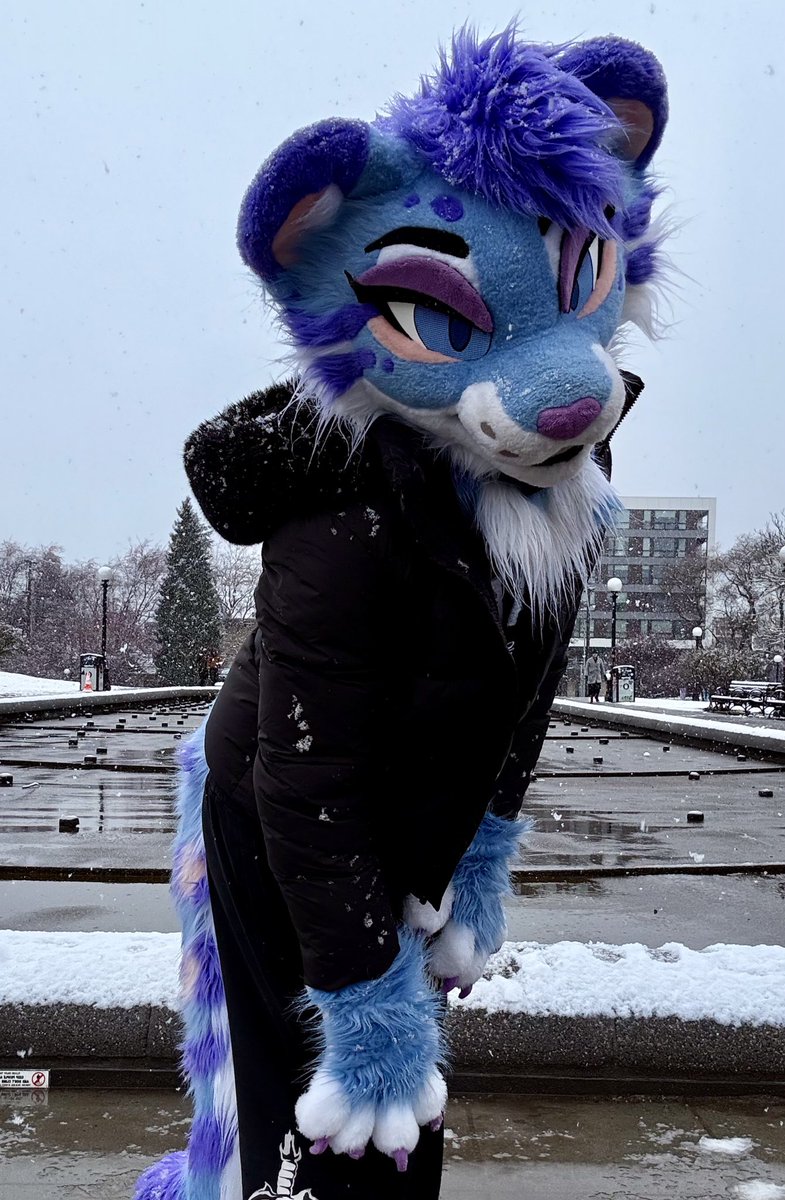 Kivvy Cat! tweet media