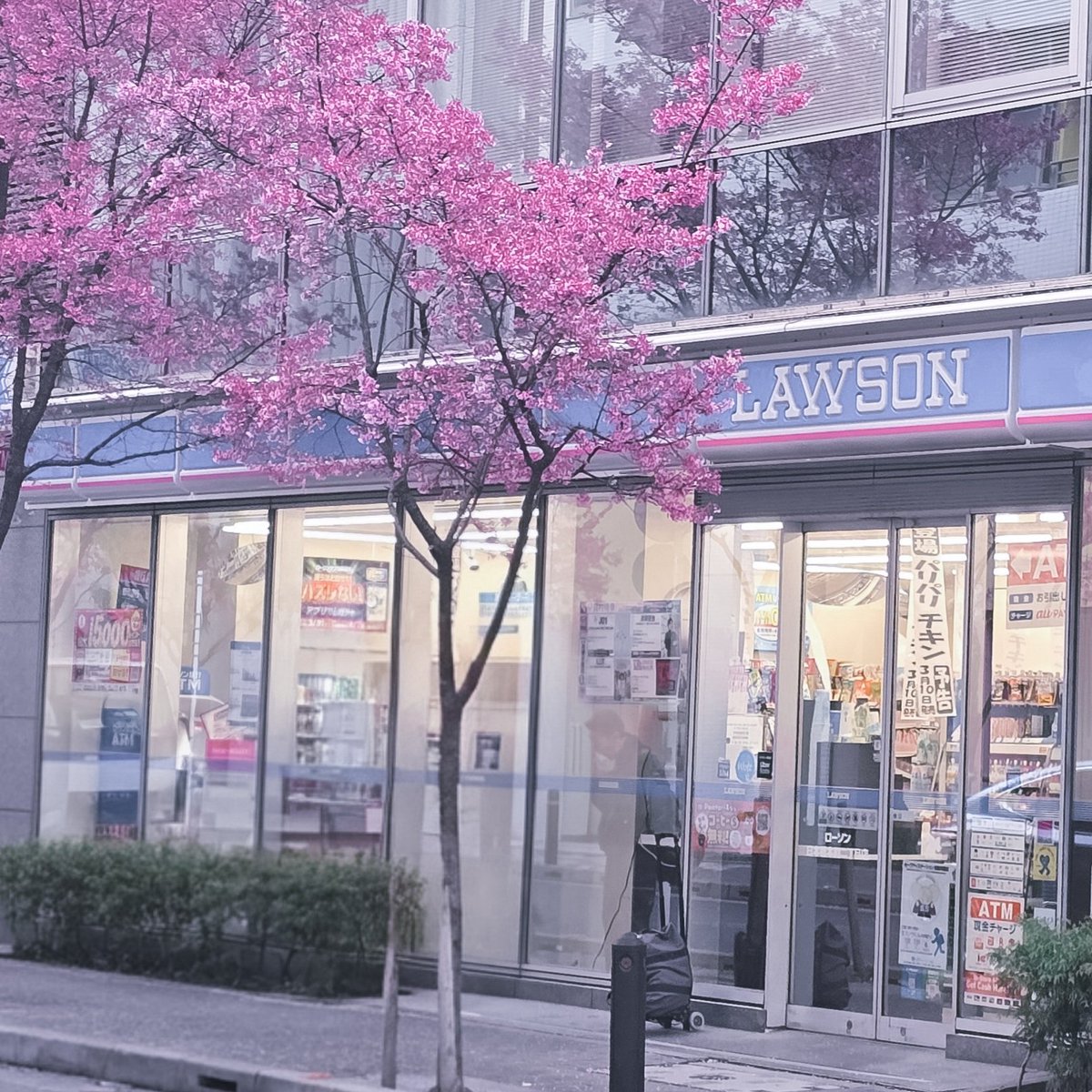 Tanuki-senpai🍎🥀🍵👻✨🇨🇭 tweet media