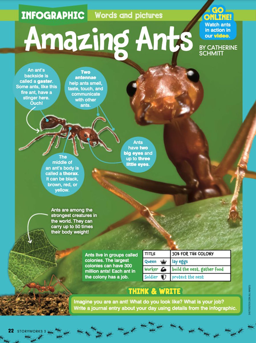 Scholastic Teachers tweet media