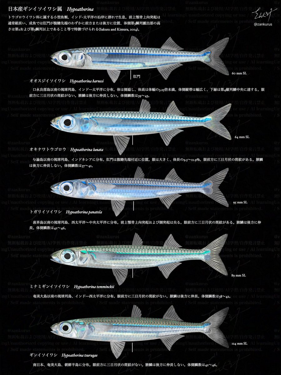 ざんくるす (Zankurus) tweet media