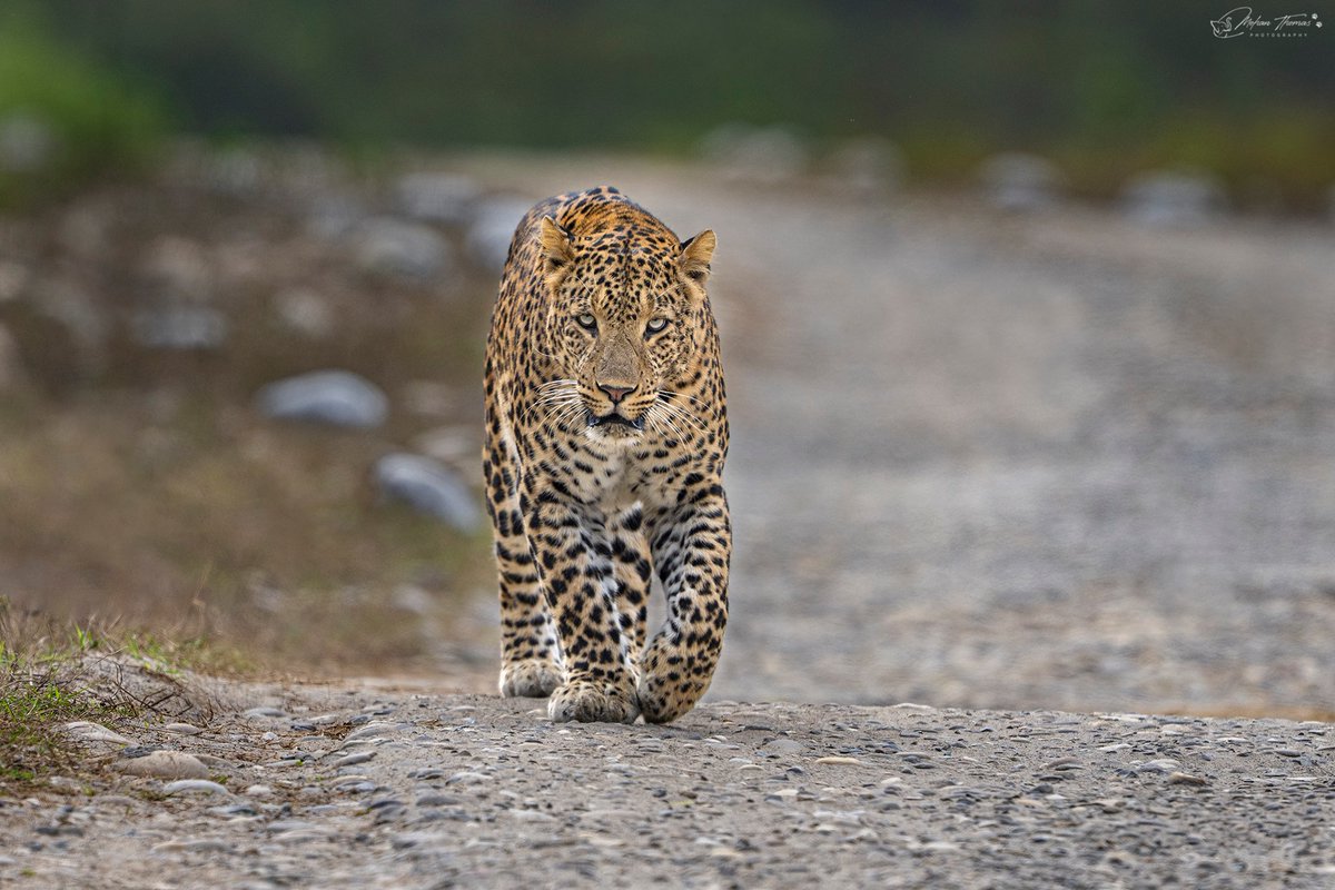 Mohan Thomas tweet media