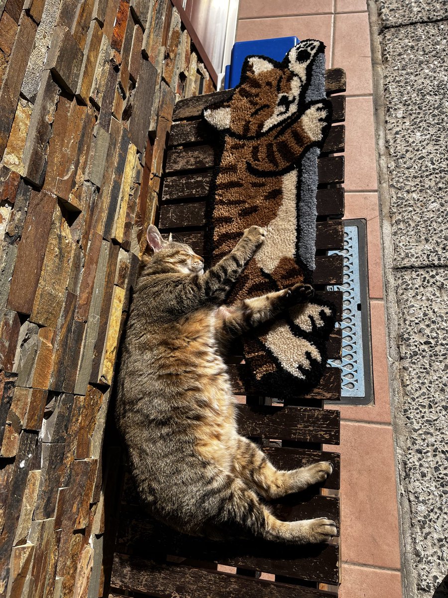 FukunaoFruits's tweet photo. 完全一致。
#猫
#猫のいる暮らし
#ねこ https://t.co/t3onAe5Vdj