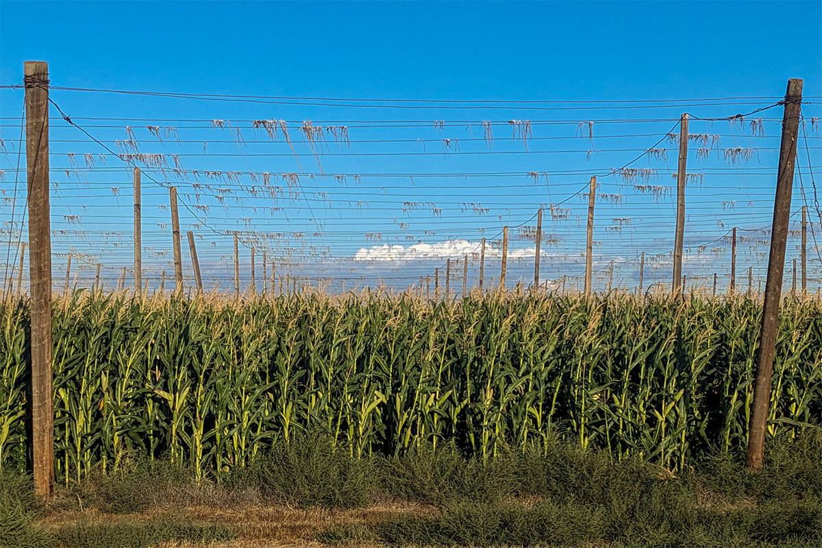 Craft Beer & Brewing tweet media