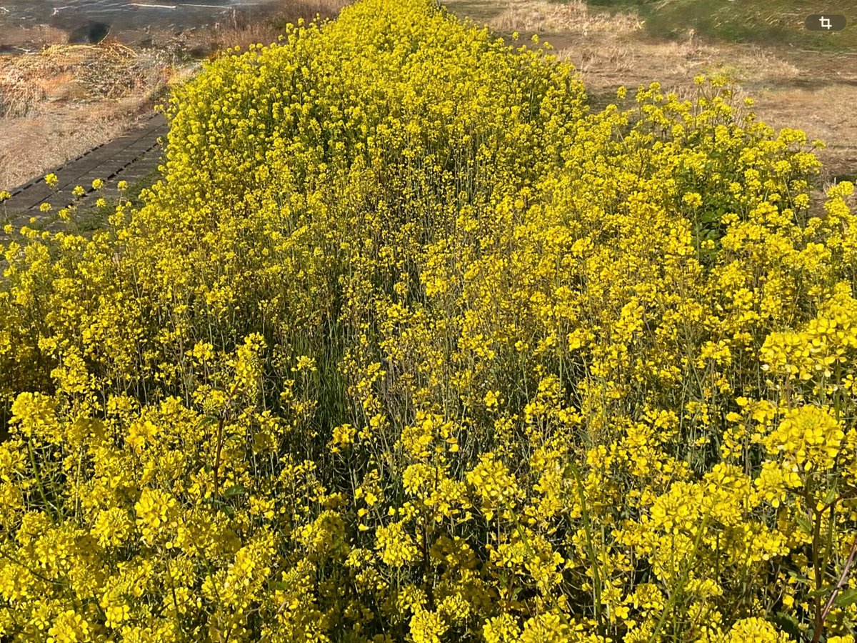 sweetsgrandmama's tweet photo. #Spring breeze brings over. 
Both of flowers and my memories of life.
Life is tremendous and deepable.
And unreplaceable.
After all of unexpected happned, thankful to nowadays.
#Seasons and #natures always on besides each of us. https://t.co/IqJnlM2i5p