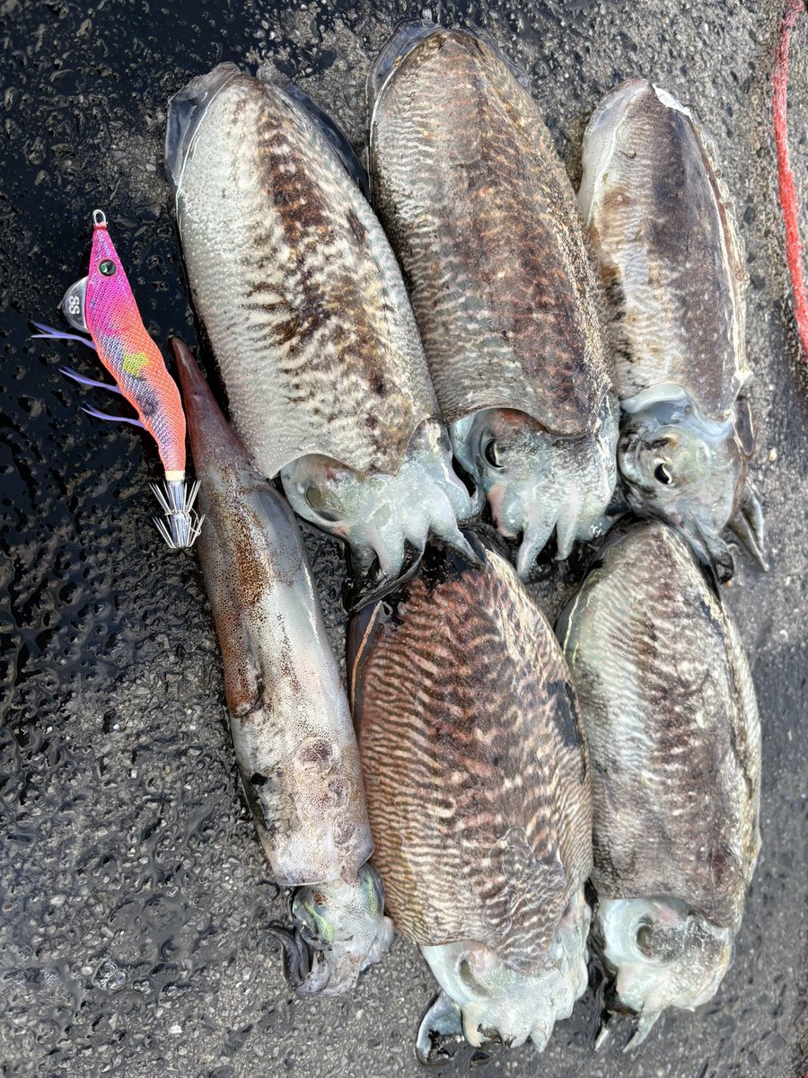 RYOくん @ヒラメどこ？ tweet media