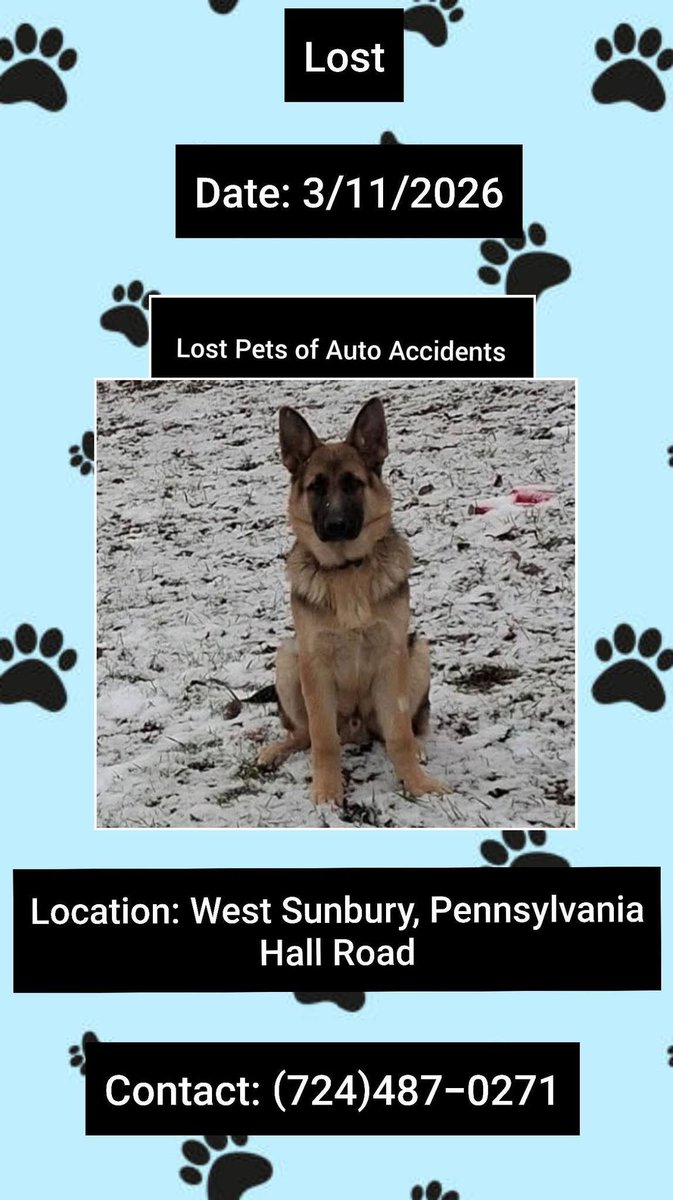 Tank was in a car accident and ran off
3/11/26
#WestSunbury #Pennsylvania 
On Hall Road
Male
German Shepherd 
Tan and Black
Not Neutered 
5 Months old
Most likely injured 
Please contact (724)487-0271 with any sightings or information 
buff.ly/BKdHW6U #PA #Lostdog