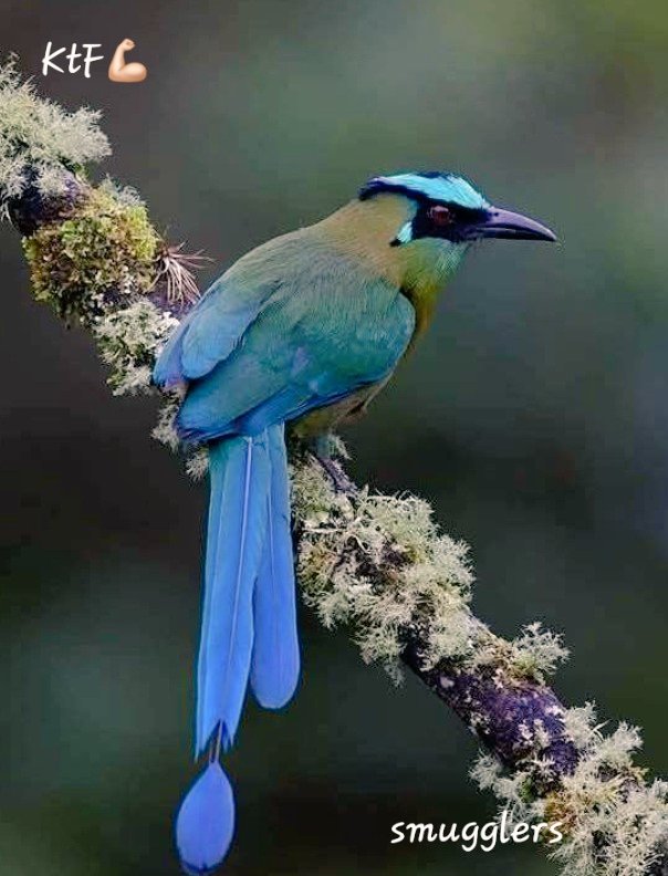 Domo M© tweet media