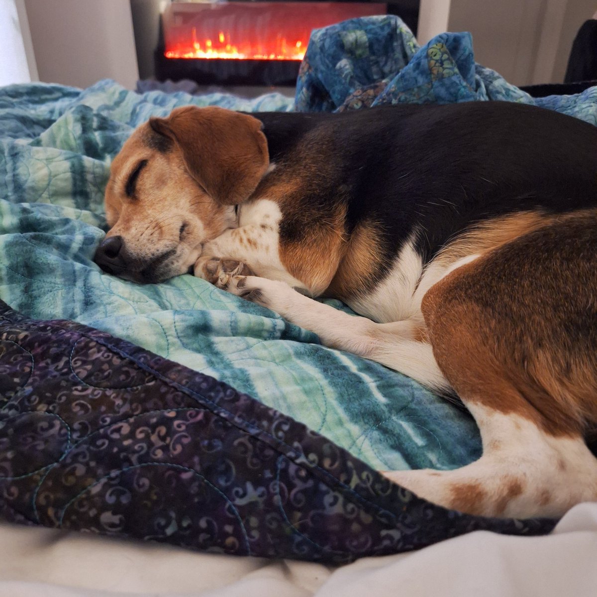 lolabeagle5's tweet photo. False Spring is over....snowstorm today 🌬❄️❄️ #winterisback #dogsofx #beagles https://t.co/eI9E5RInvM