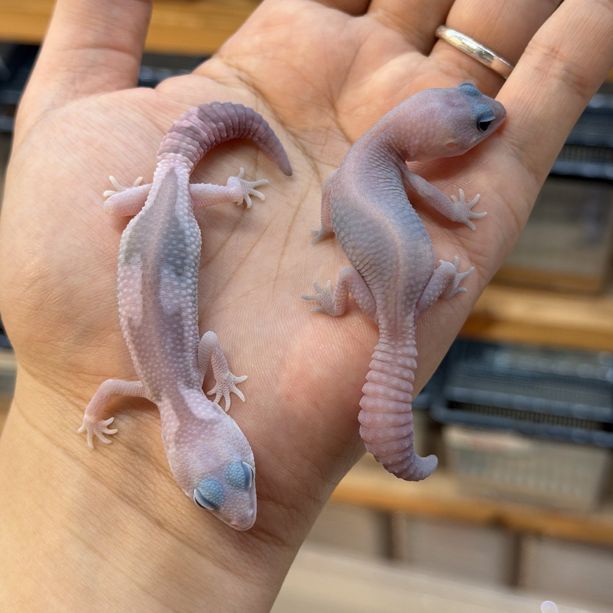 ファニーテール大阪本店 tweet media