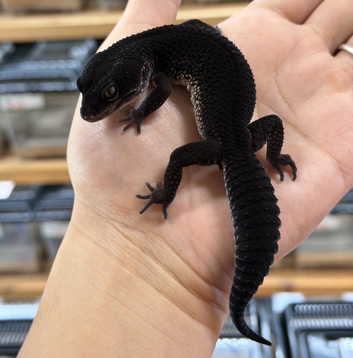 ファニーテール大阪本店 tweet media