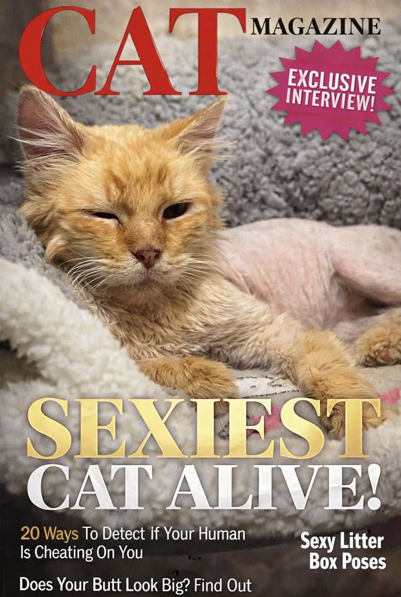 AdventureSeek3r's tweet photo. @TheCatticus @MRHWCats That issue is flying off the shelves! https://t.co/1NuiZyDtEe