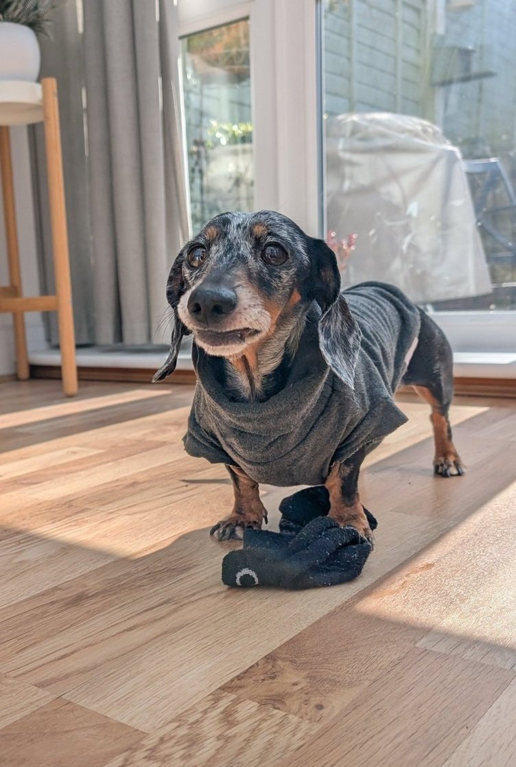 Clara🍑🐶 tweet media
