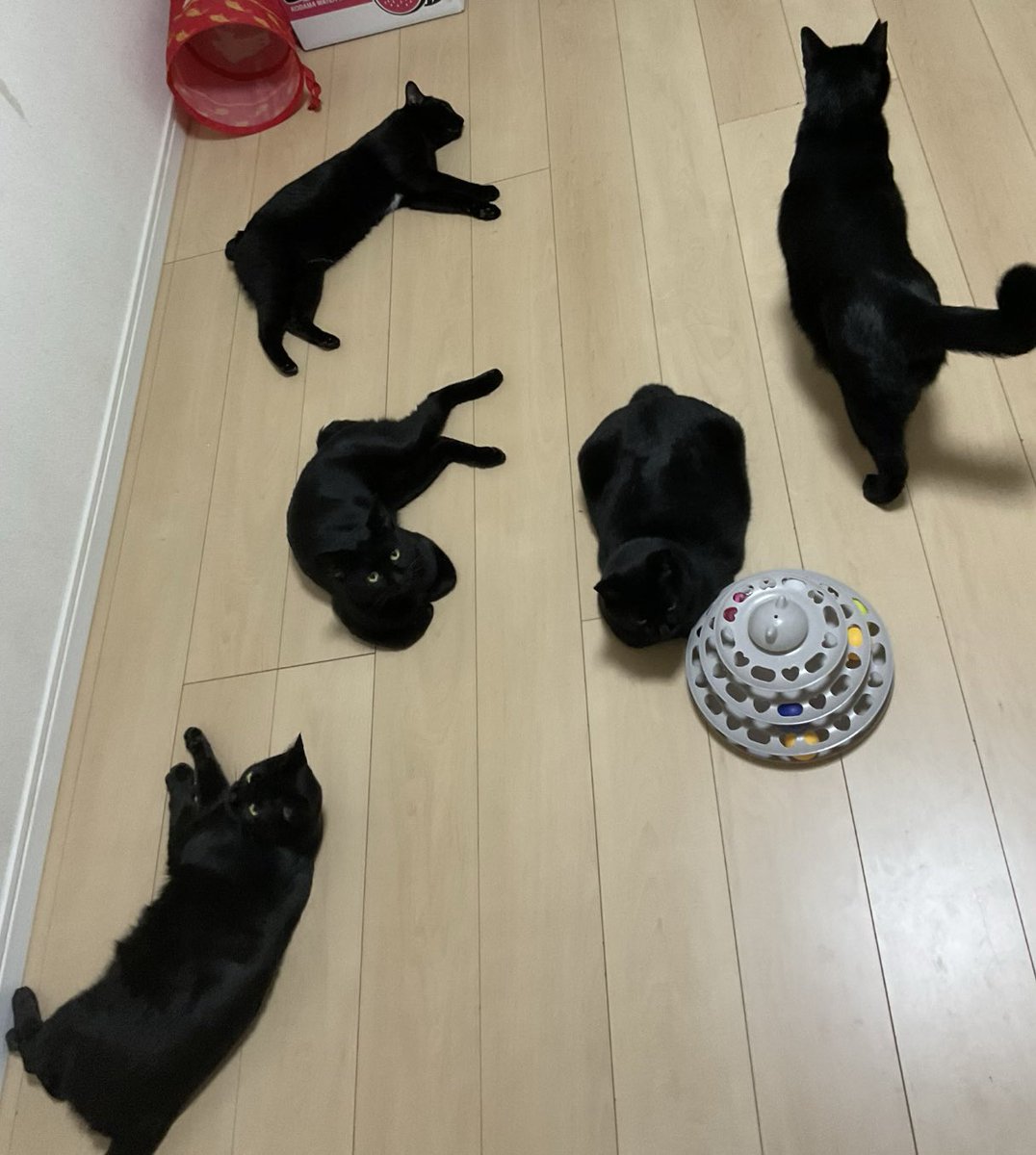 黒猫一家🐭 tweet media