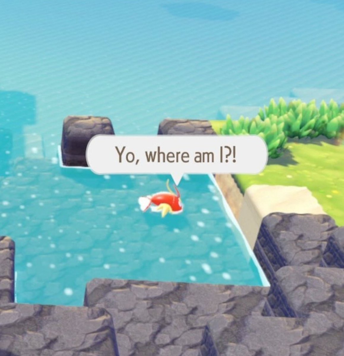 Kiin as Magikarp 🐠