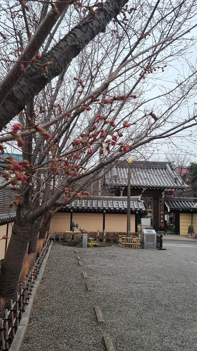 koudou48's tweet photo. 今年も桜が開花し始めました、20日お彼岸中日大法要を厳修させて戴きます。是非お参り下さいませ。 https://t.co/1bmHxzHYaI