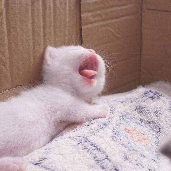 smol silly cat tweet media