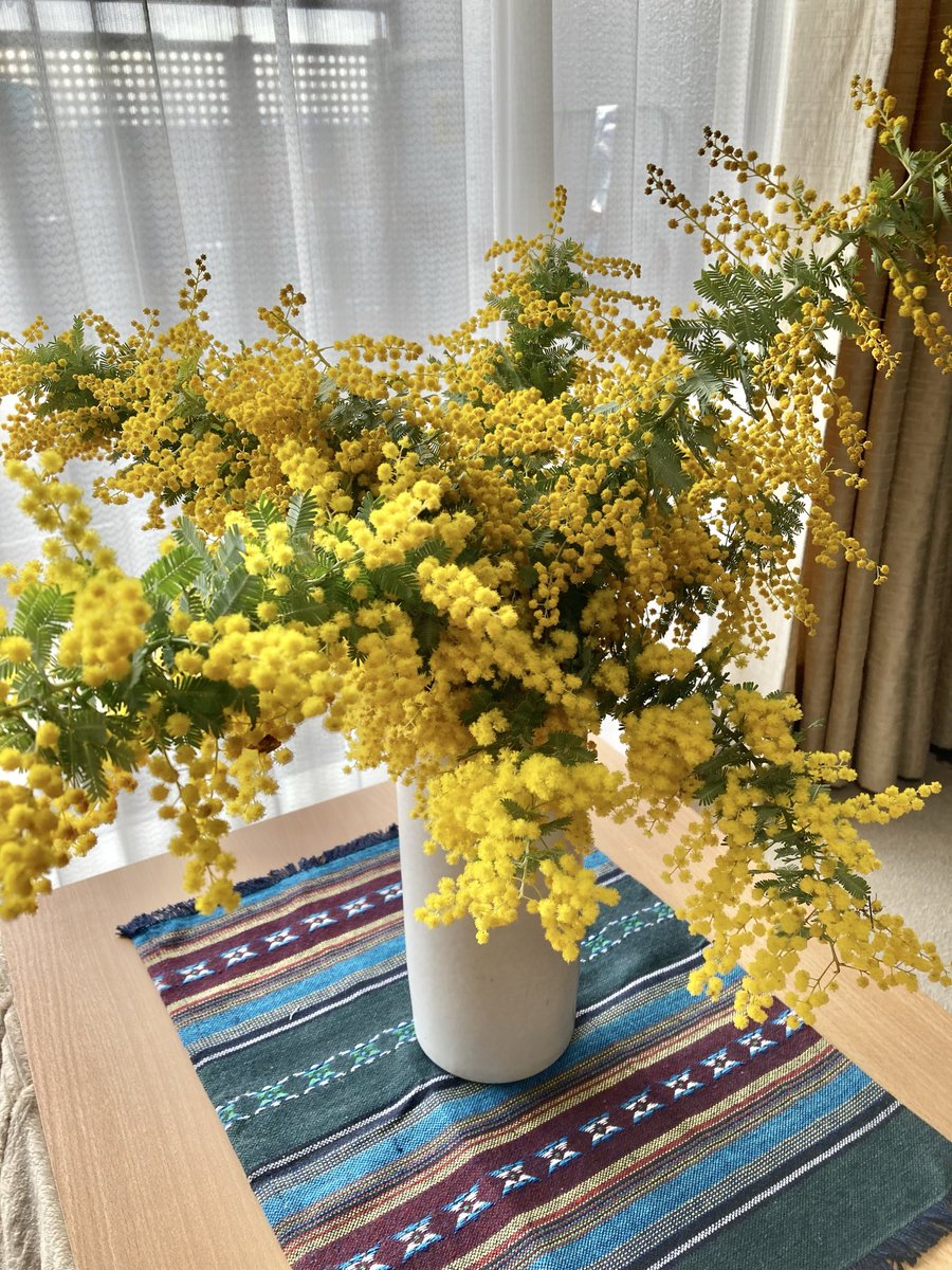 miho_copi's tweet photo. 豪華なミモザを
いただきました🧡
花瓶にも溢れんばかり、
部屋がパーっと
明るくなりました！
#ミモザ https://t.co/UnhztOPVuM