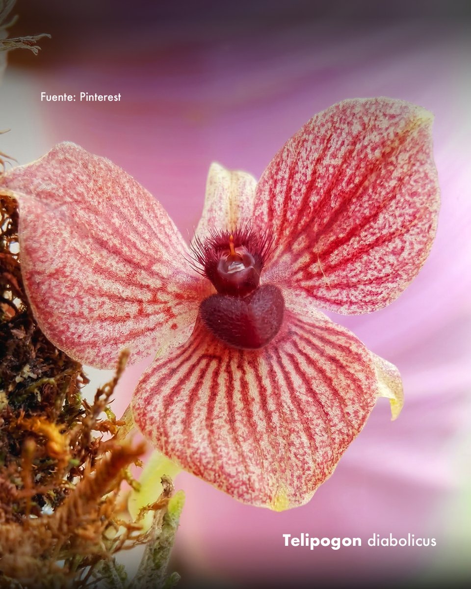 Colombia tweet media