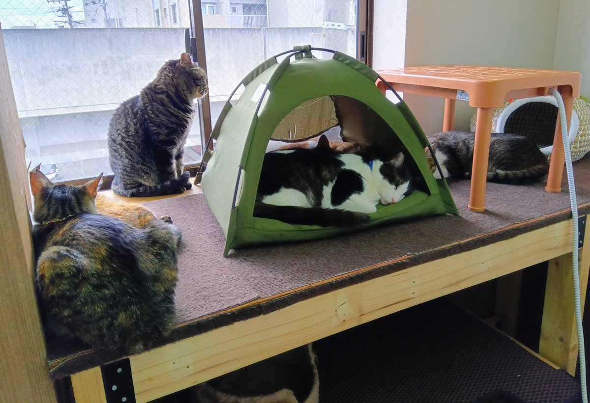 nenehimapapa's tweet photo. 誕生日写真は阪急高槻市駅すぐの、保護猫カフェCherishで許可をいただき撮りました。店内はマスク着用ですが、撮影時のみ外しています。
https://t.co/puDw8iWuPt https://t.co/quT87QBlKG