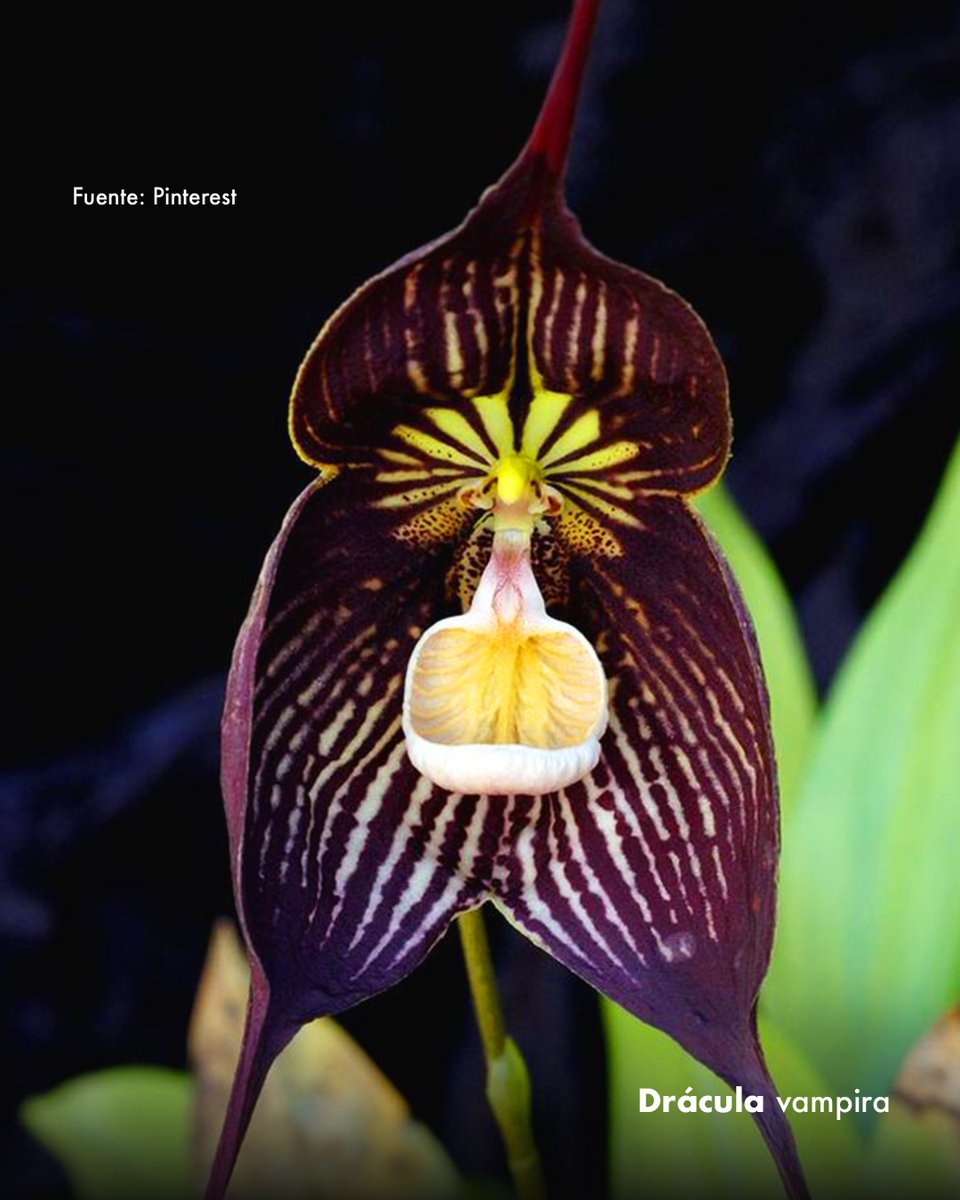 Colombia tweet media