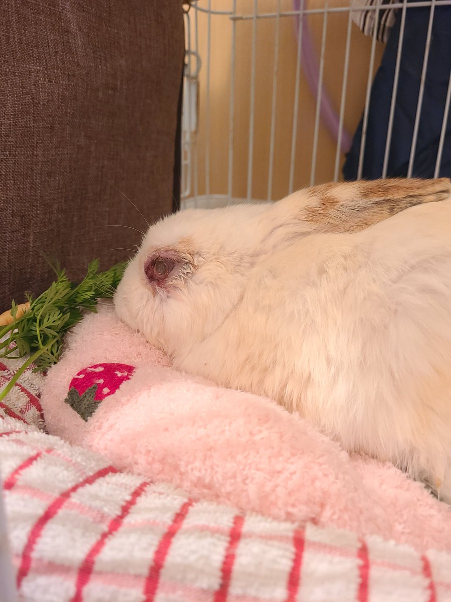 がんばれ芽依ちゃん tweet media